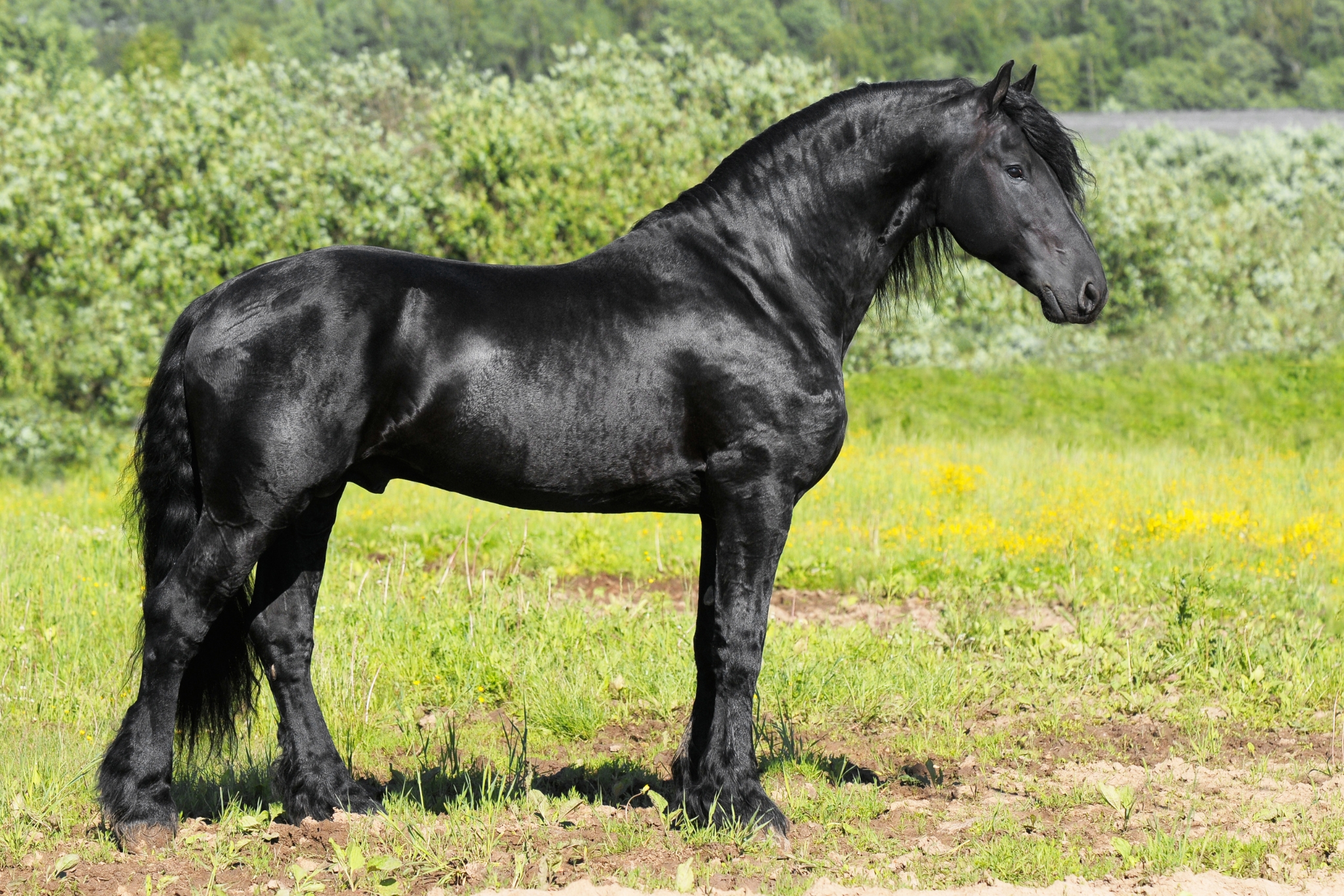 Expert Stallion Management Tips That Prioritize Health, Behavior, and Welfare