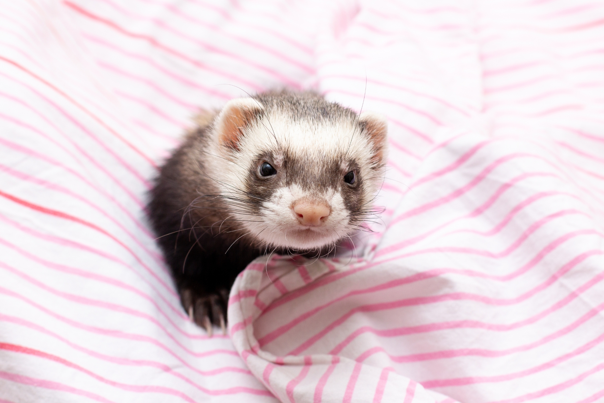 10 Expert Tips to Improve Your Pet Ferret's Welfare and Quality of Life