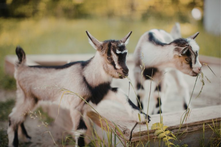 10 Expert Tips for Managing Goats on Small Properties