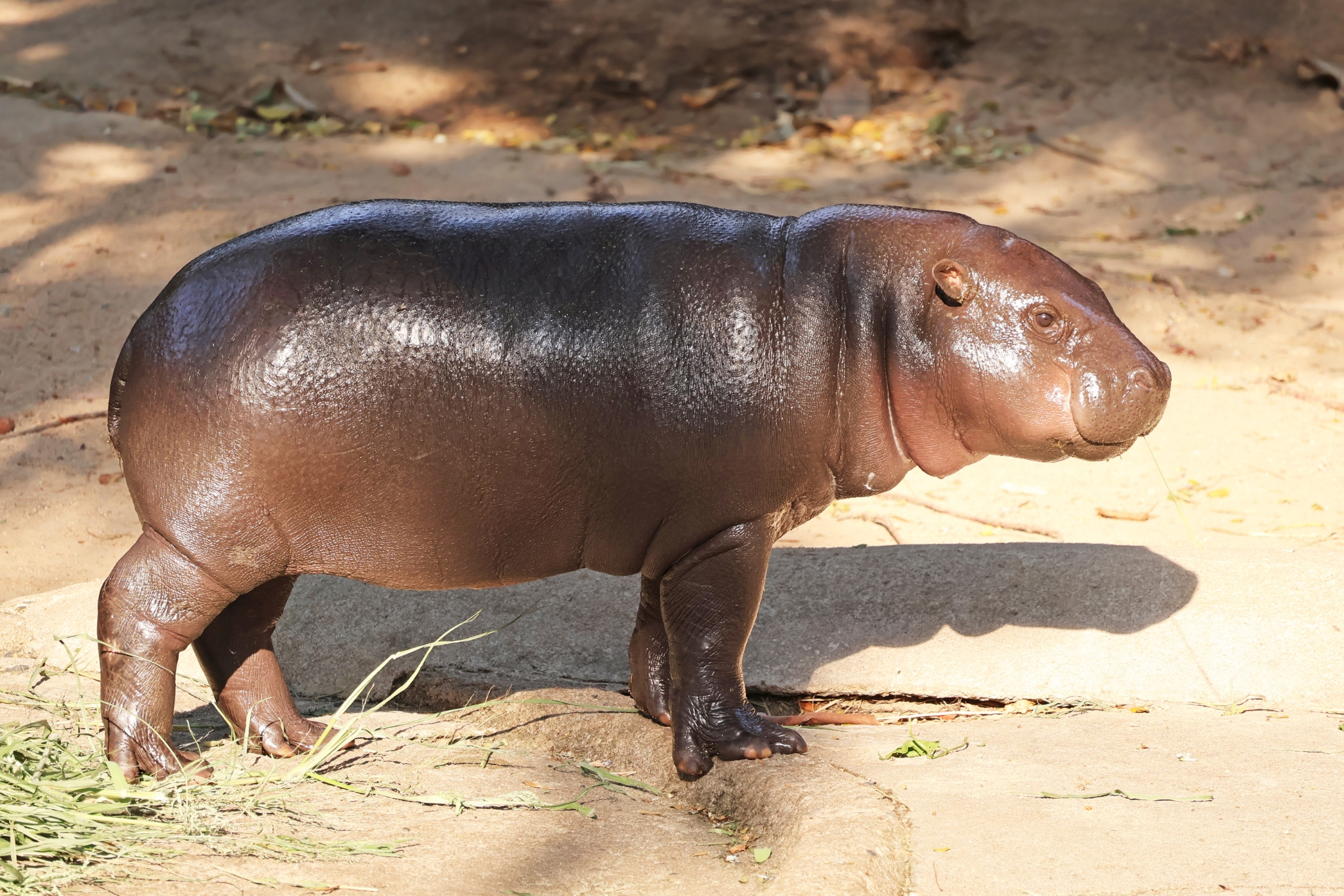 Meet the Pygmy Hippo: The World's Most Mysterious Miniature Giant
