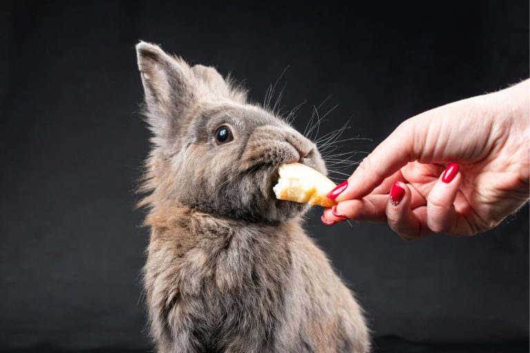 Healthy Treats for Pet Rabbits: The Best (and Worst) Options for Your Bunny