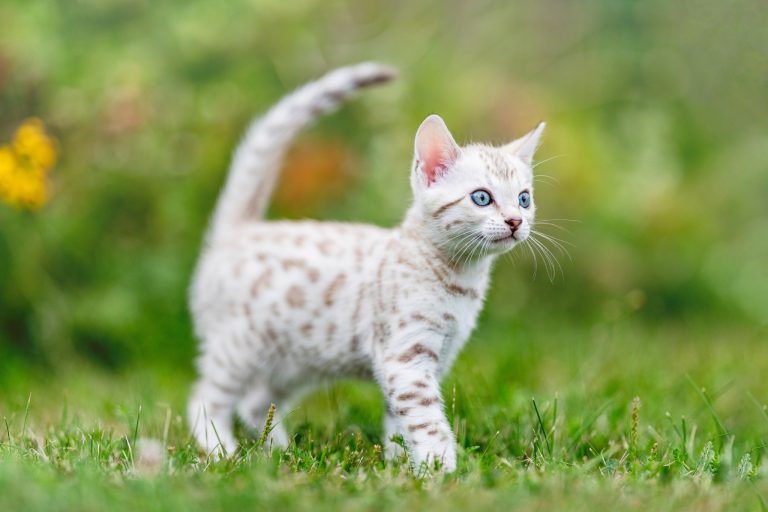 You Can't Have a Pet Snow Leopard—But You Can Have a Snow Bengal