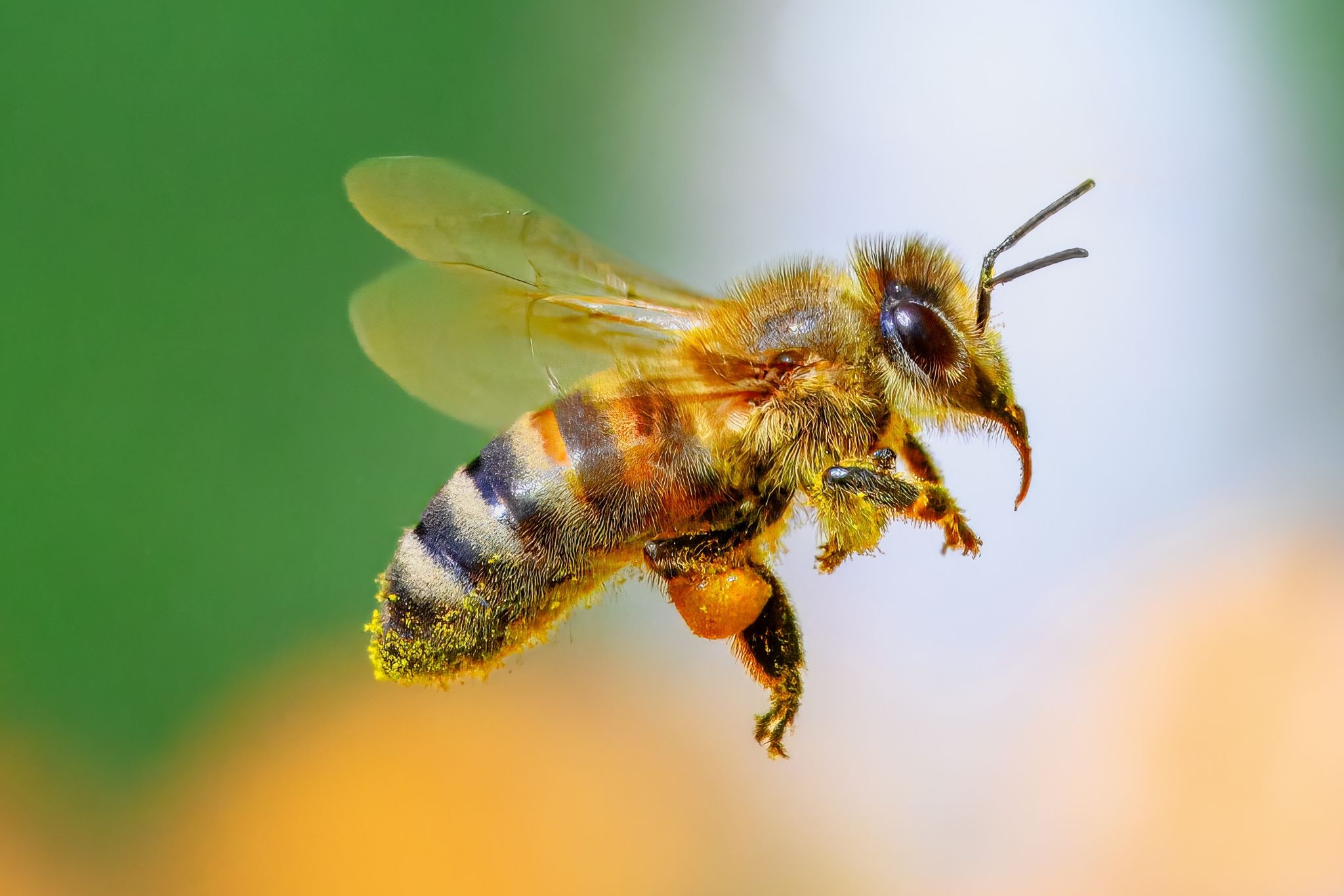 25 Cute and Cool Honey Bee Facts That Will Make You Fall in Love With Bees