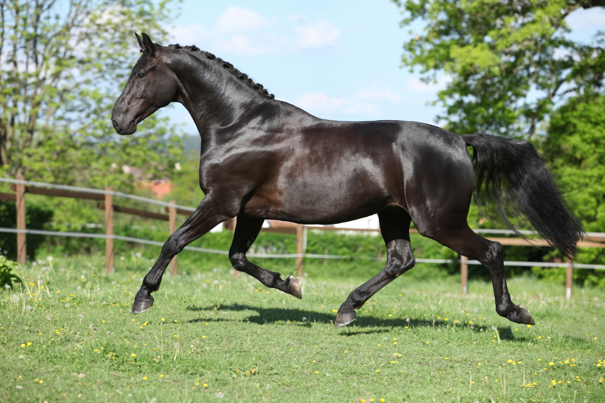 Dutch Warmblood Horse Breed Guide: The Horse That Dominates the Olympic Arena