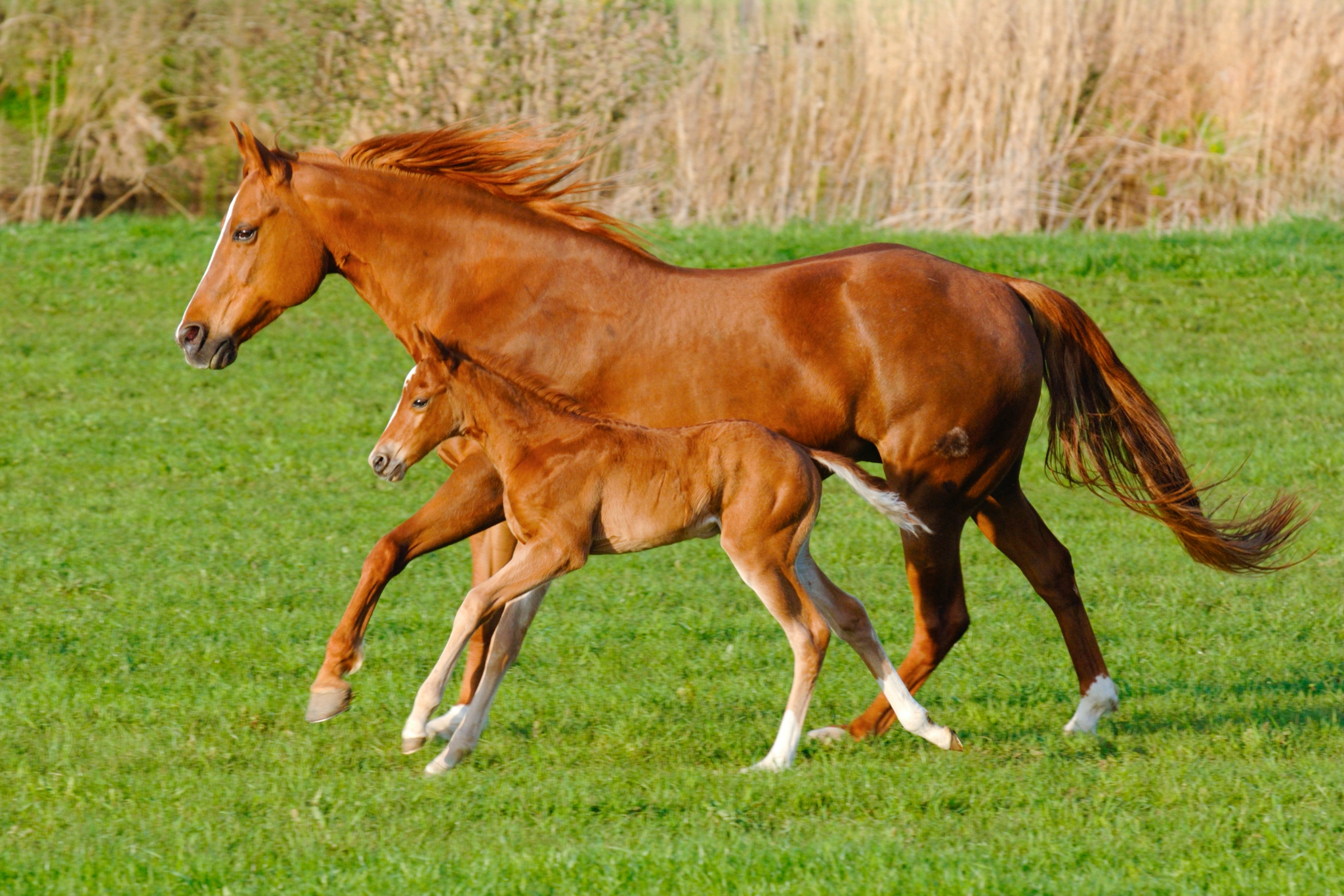 Expert Tips for Managing Horses on Small Properties (Without Sacrificing Their Health)