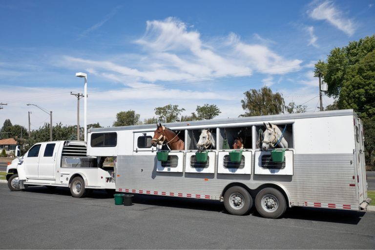 How to Choose a Horse Trailer: Expert Tips for Safety, Comfort, and Your Horse's Welfare