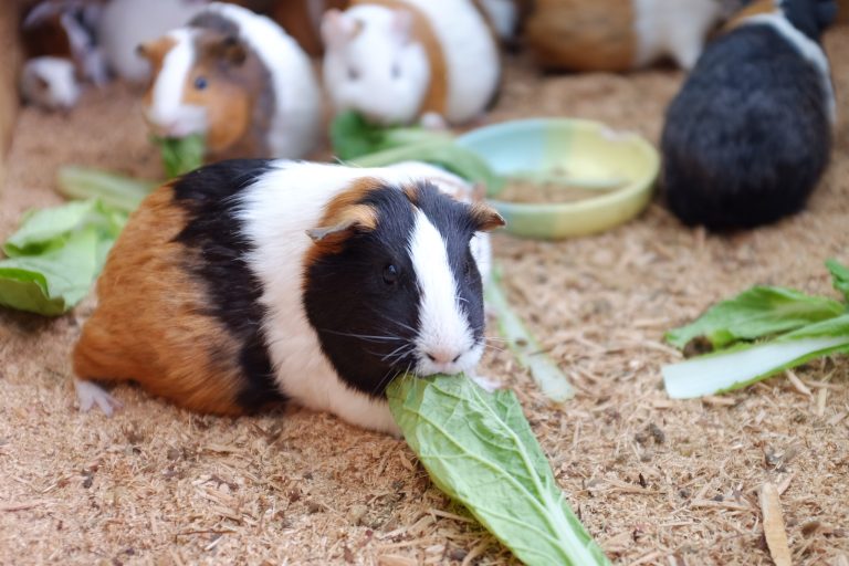 40+ Healthy Guinea Pig Treats That Boost Nutrition and Happiness