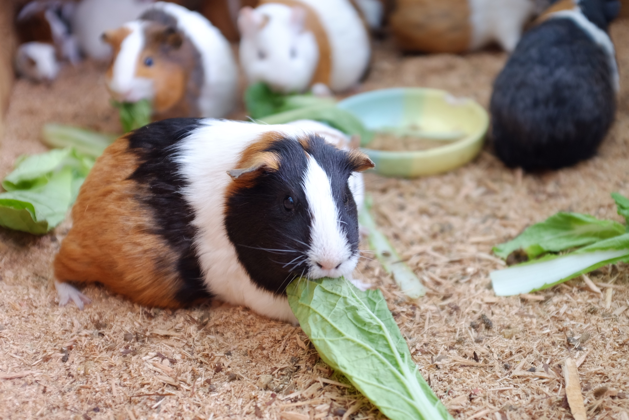 40+ Healthy Guinea Pig Treats That Boost Nutrition and Happiness