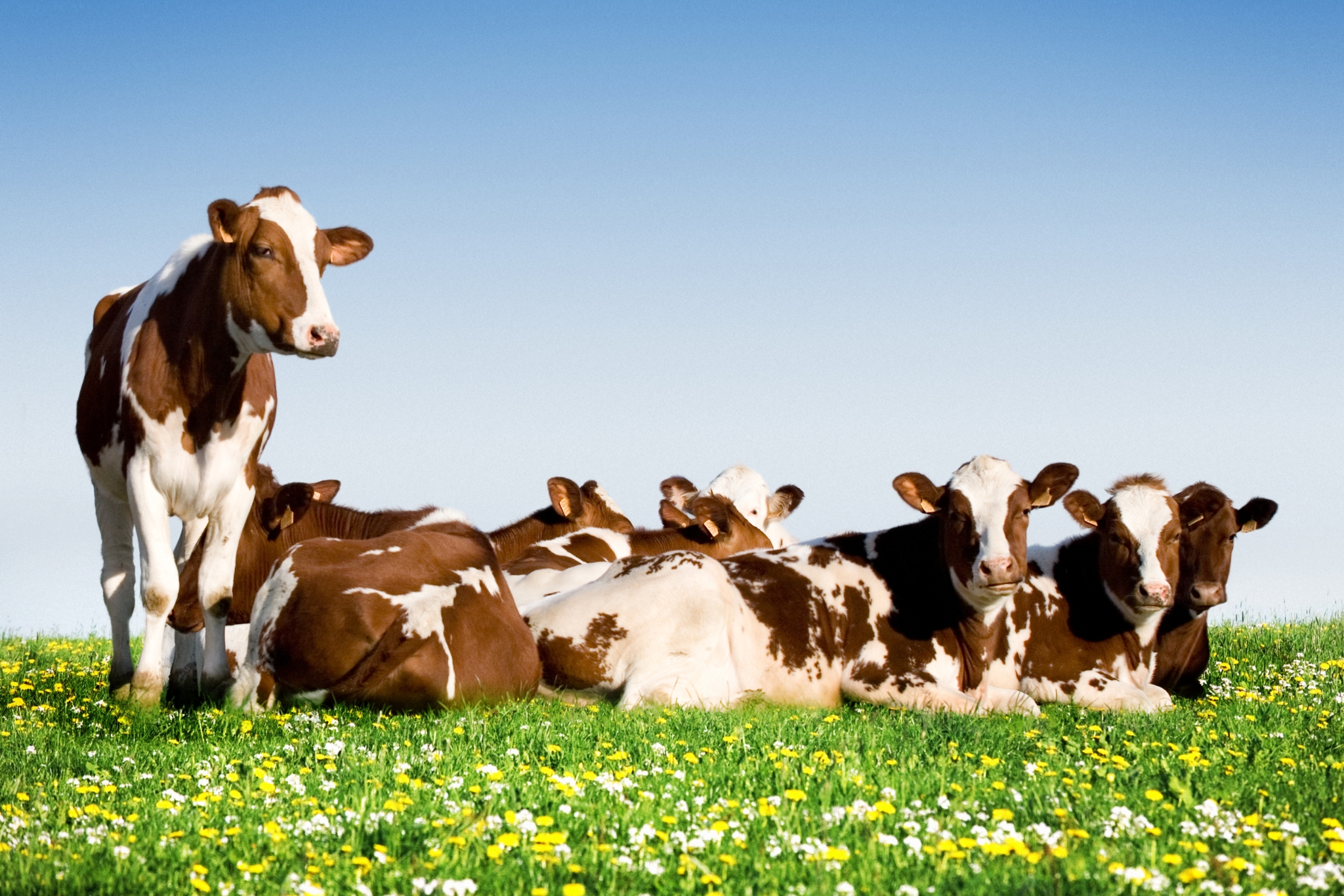 25 Amazing Cow Facts That Will Make You See Them Differently
