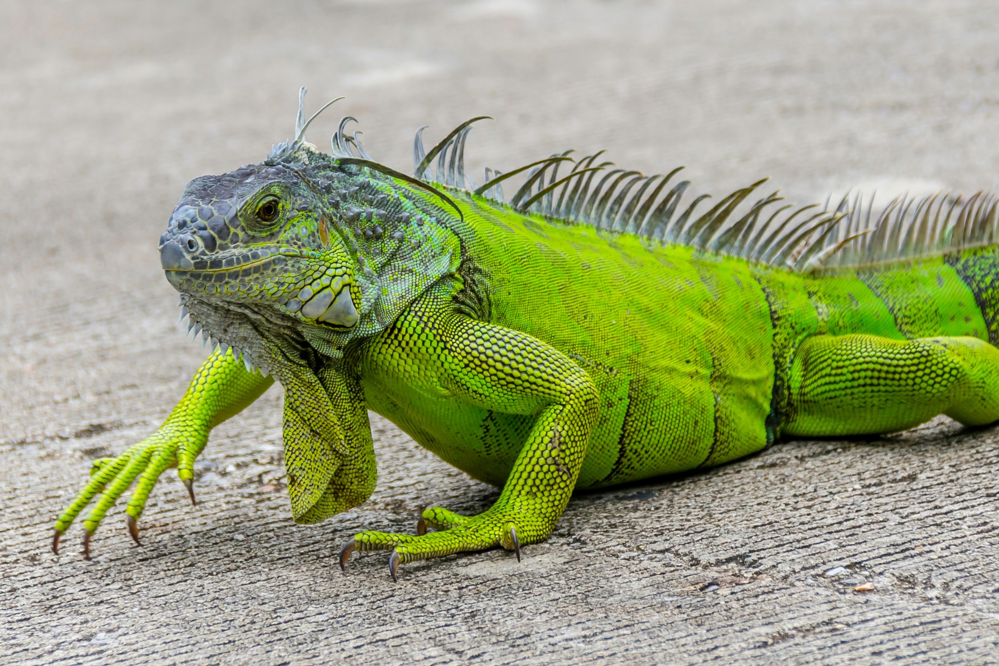 How Long Do Green Iguanas Live? (And What Affects Their Lifespan)