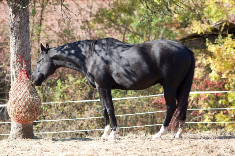 Is Your Horse Happy?—10 Expert Tips to Improve Your Horse's Welfare and Happiness