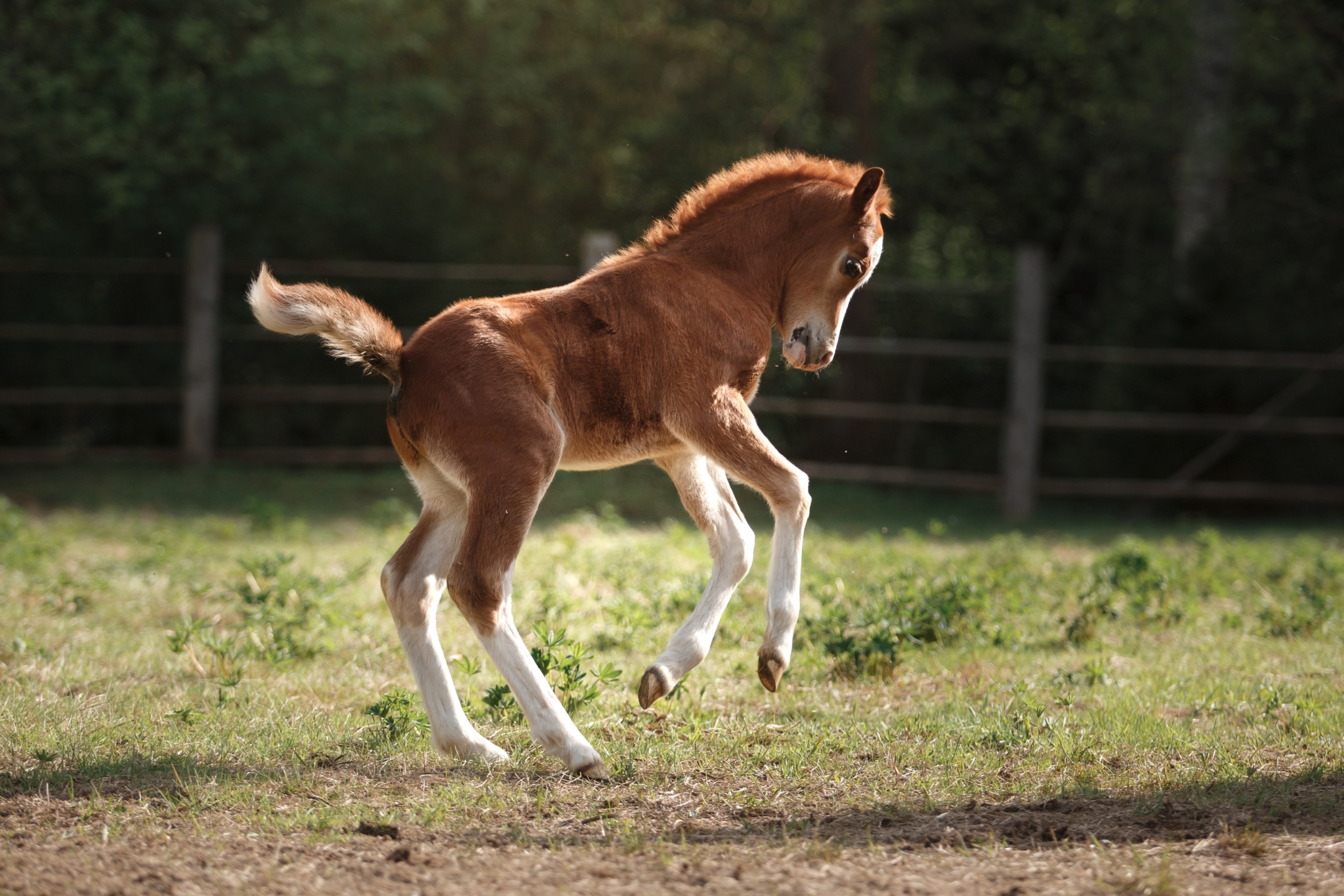 Expert-Backed Strategies to Raise Healthy Sporthorse & Warmblood Foals