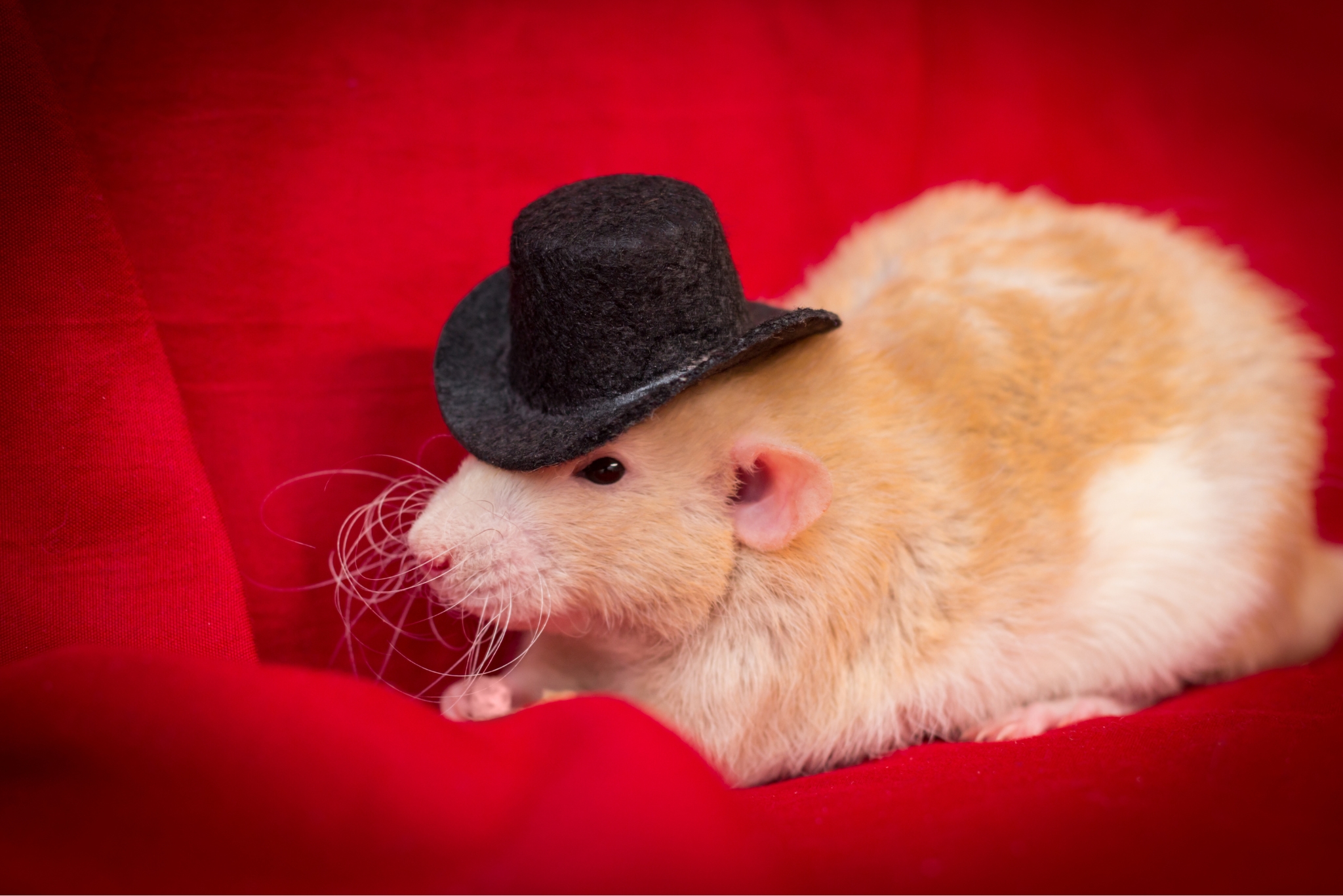 10 Reasons Why Pet Rats Make Amazing Pets (You’ll Be Surprised!)