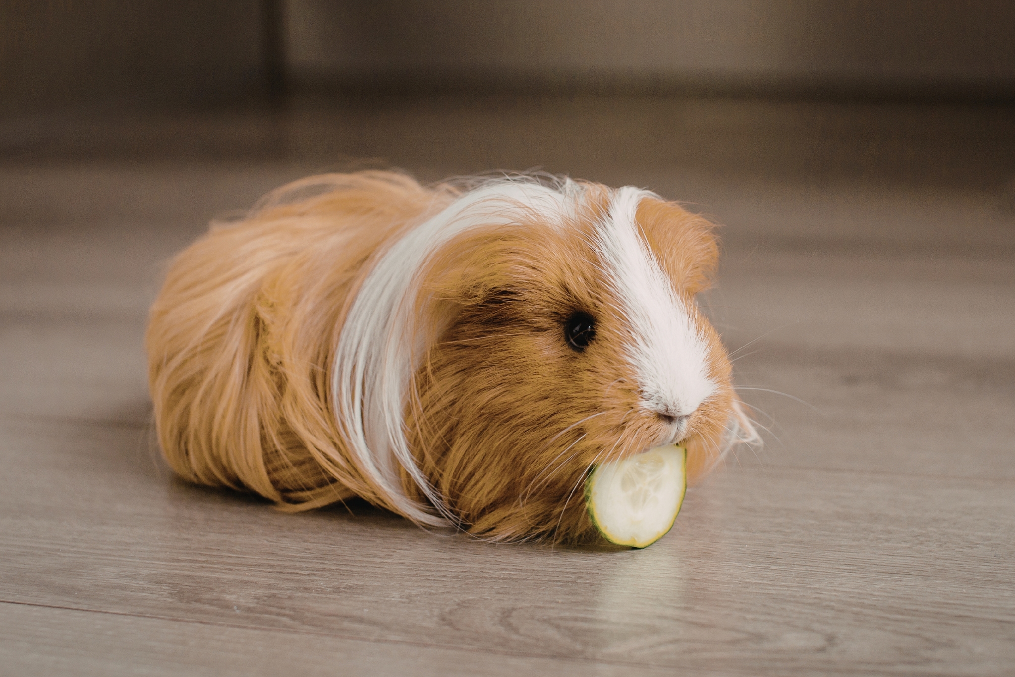 What Do Guinea Pig Sounds Mean? The Complete Vocal Guide
