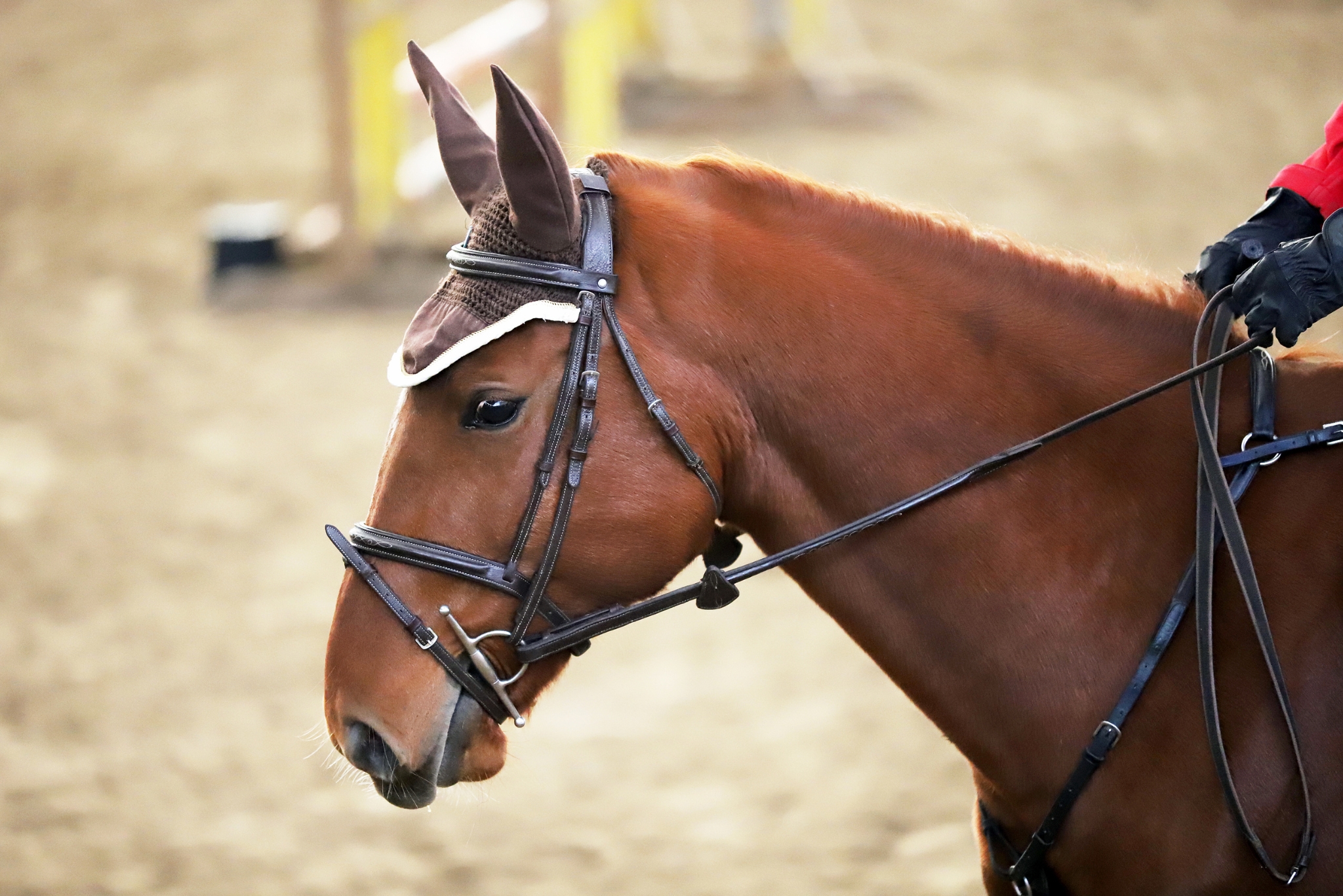 Most Horses Are Wearing the Wrong Bit — Is Yours?