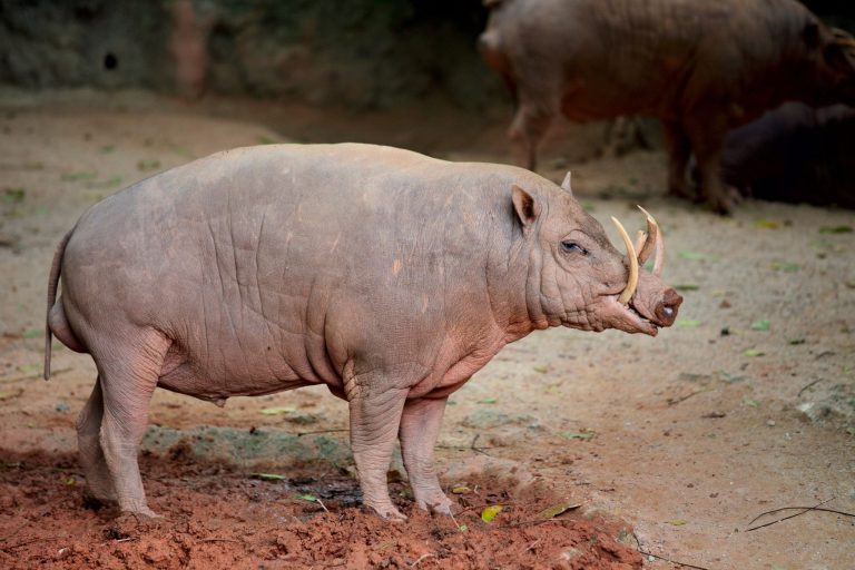 Meet the Babirusa: The Ancient Pig-Deer of the Indonesian Rainforest