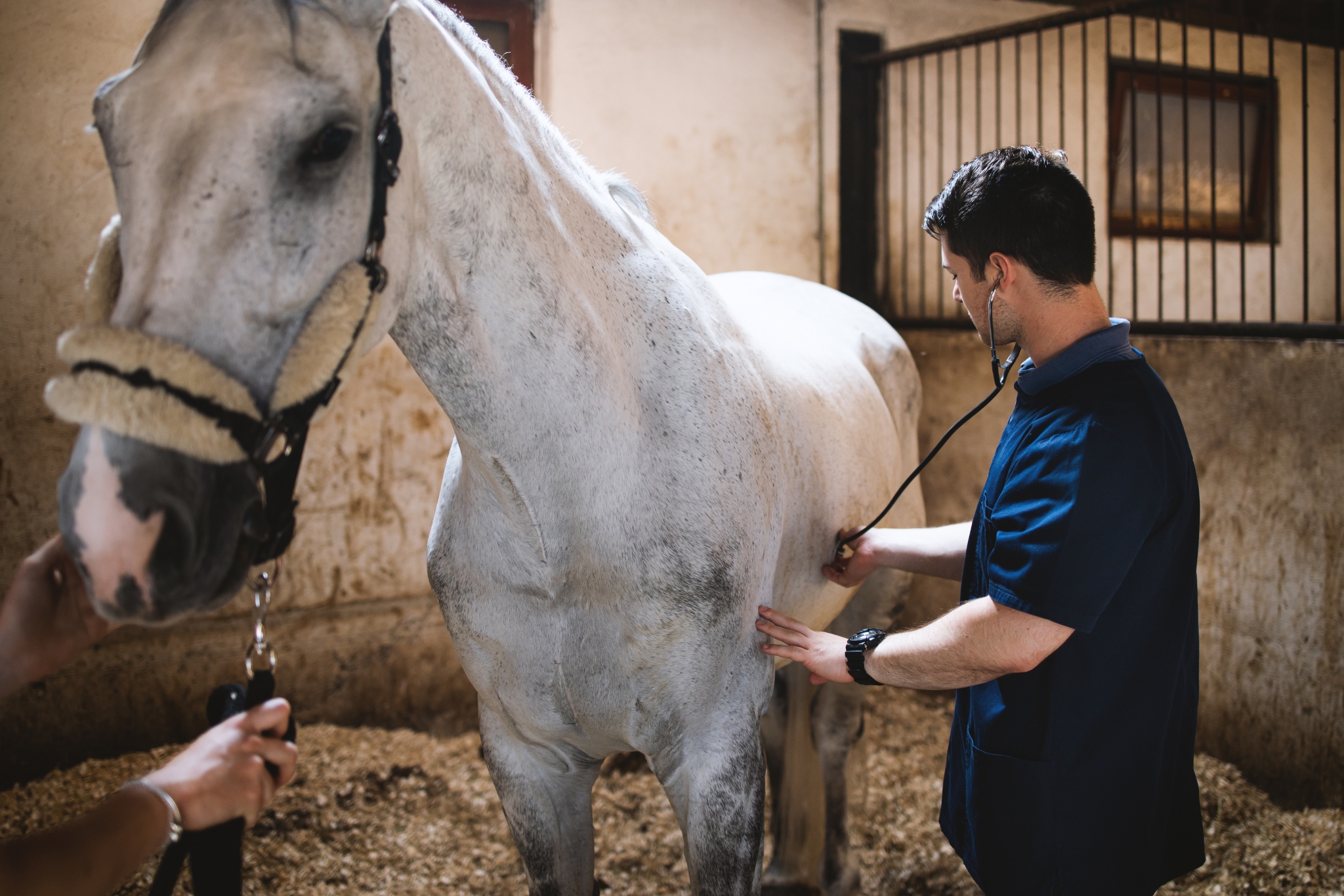 Horse Pre-Purchase Exam: What It Includes, What It Costs, and When You Need One