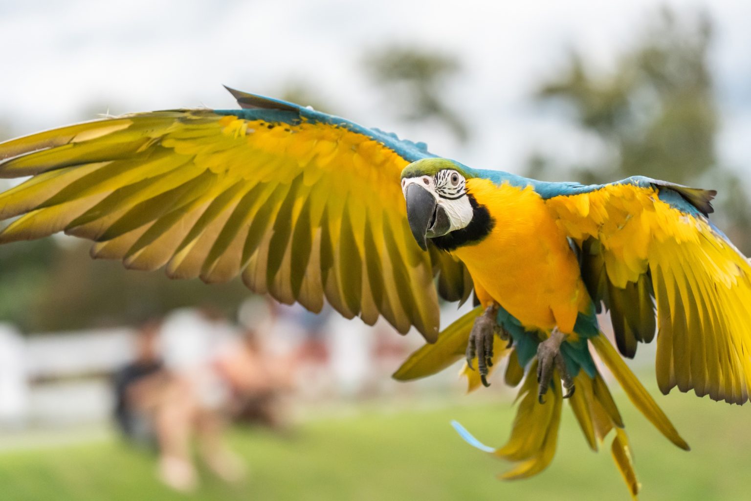 Free Flight Parrot Training: Expert Tips That Could Save Your Parrot's ...