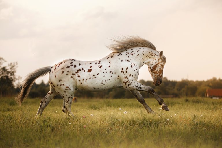 Horse Coat Color Genetics: Understanding LP and PATN1