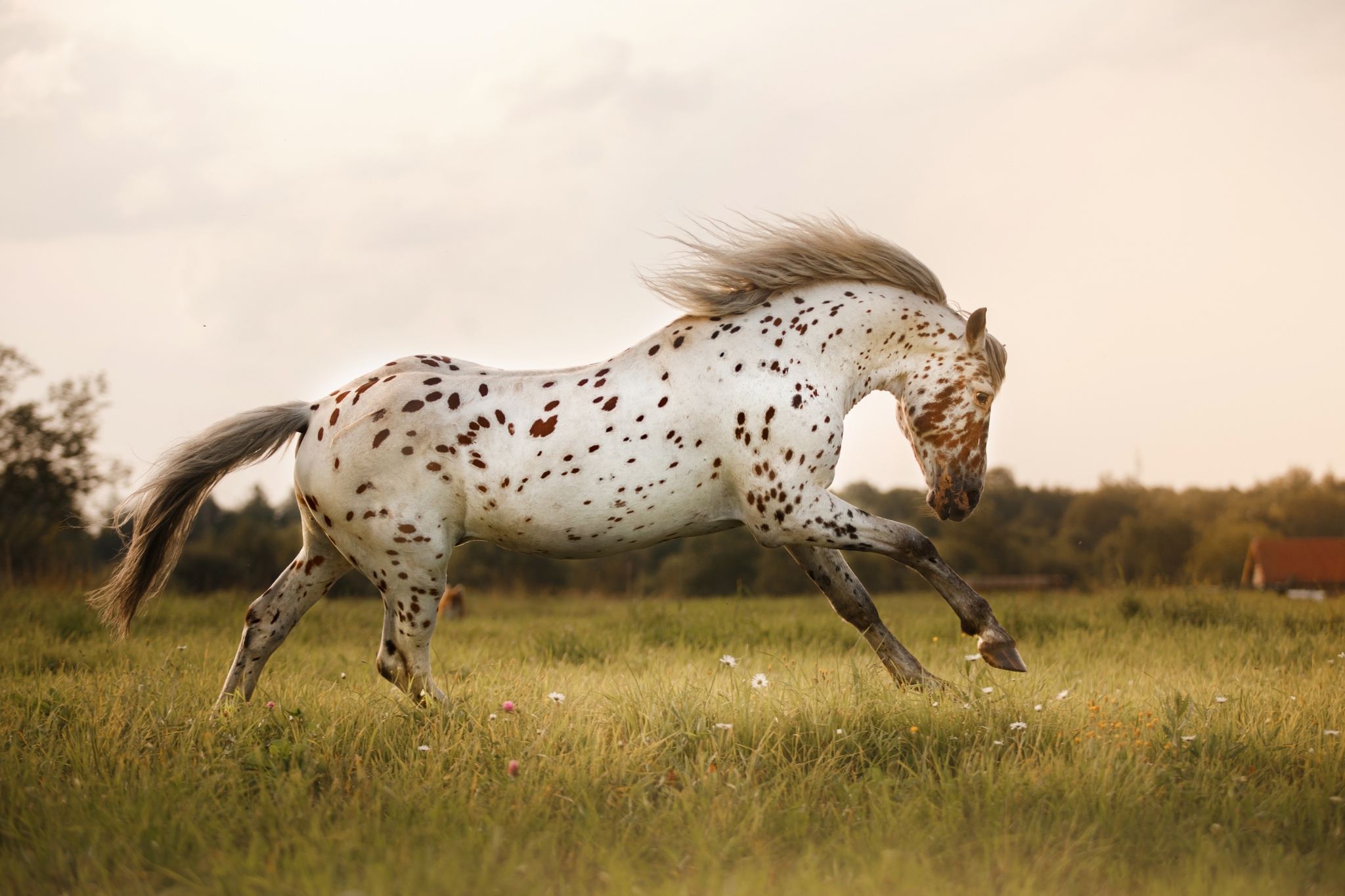 Horse Coat Color Genetics: Understanding LP and PATN1