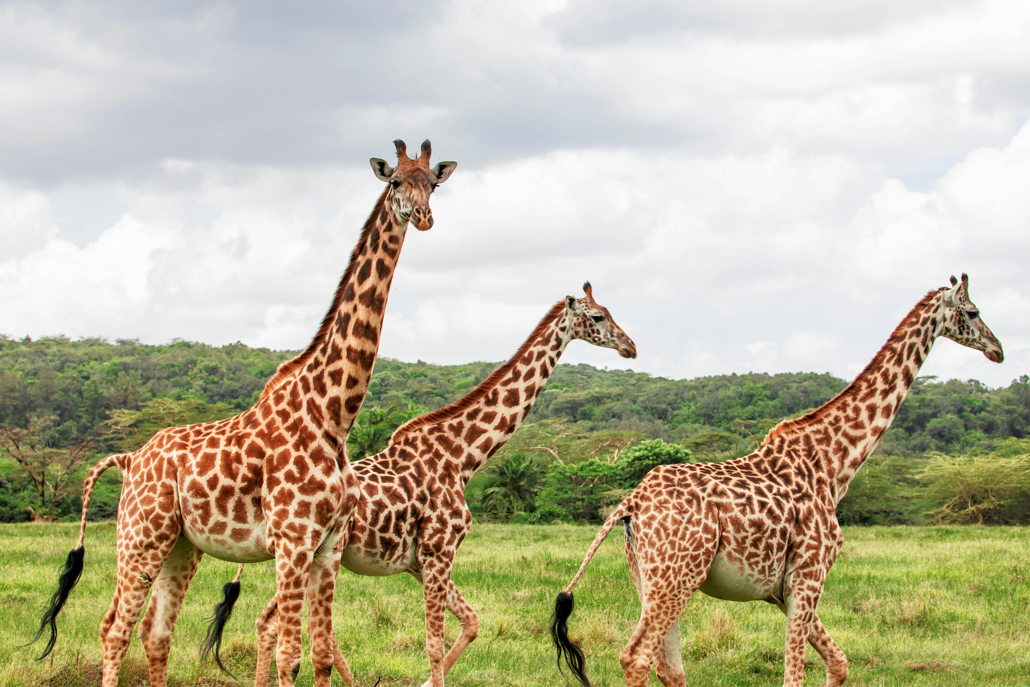 Did You Know Giraffes Are Endangered? The Shocking Truth About the World's Tallest Animal