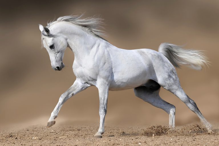 Learn to Speak Horse: Equine Body Language Every Equestrian Needs to Know