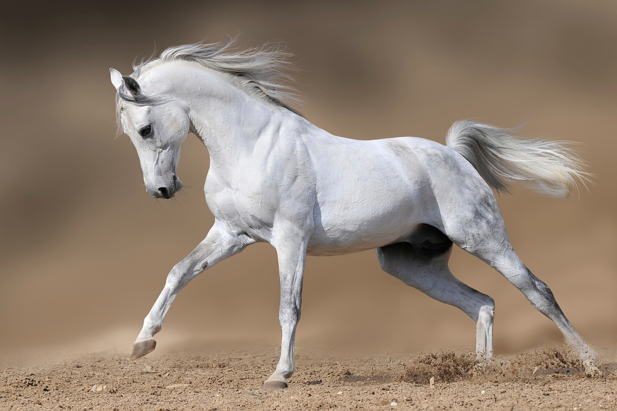 Learn to Speak Horse: Equine Body Language Every Equestrian Needs to Know