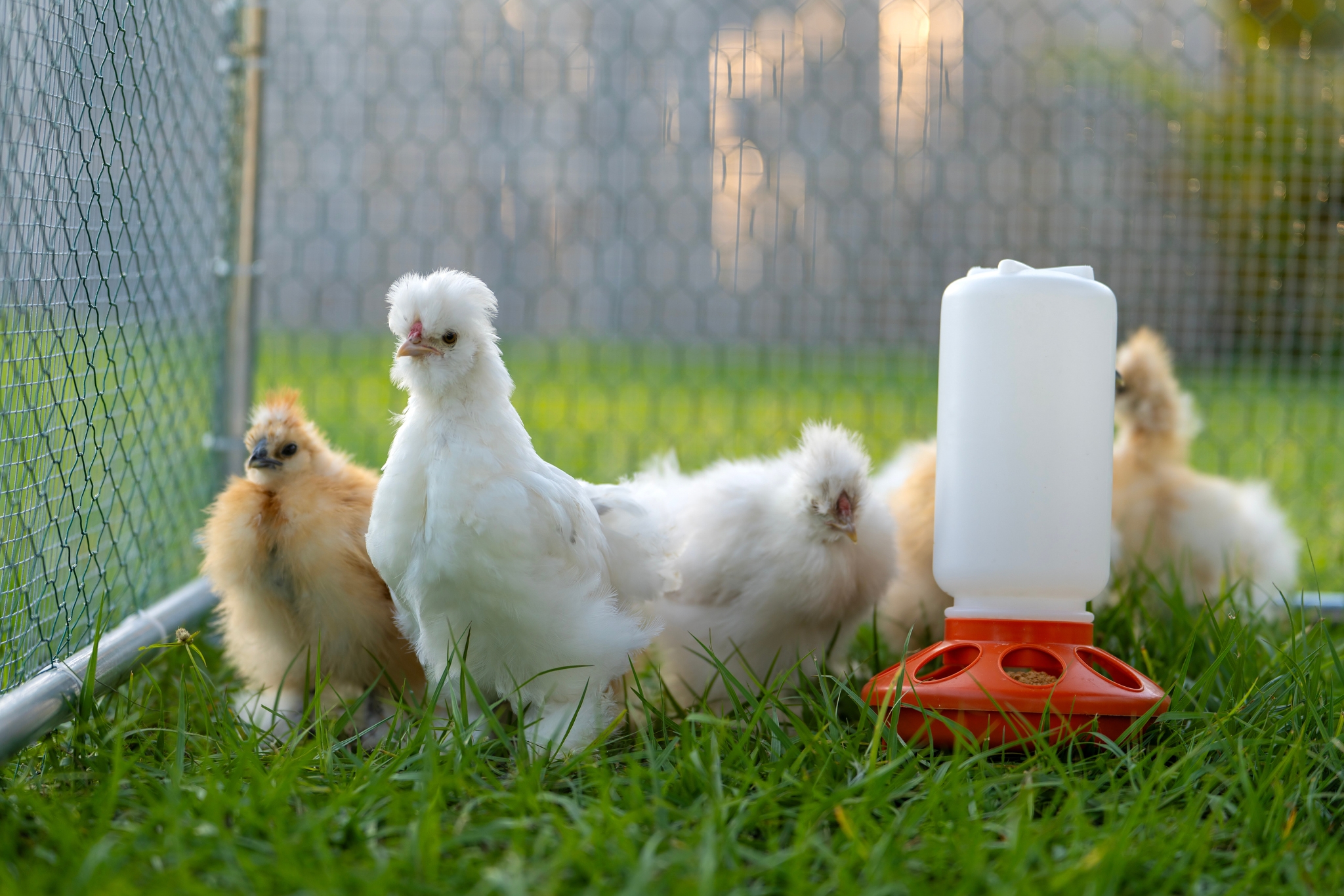 9 Expert Tips for Keeping Chickens in Your Suburban Yard (Without Annoying Your Neighbors)