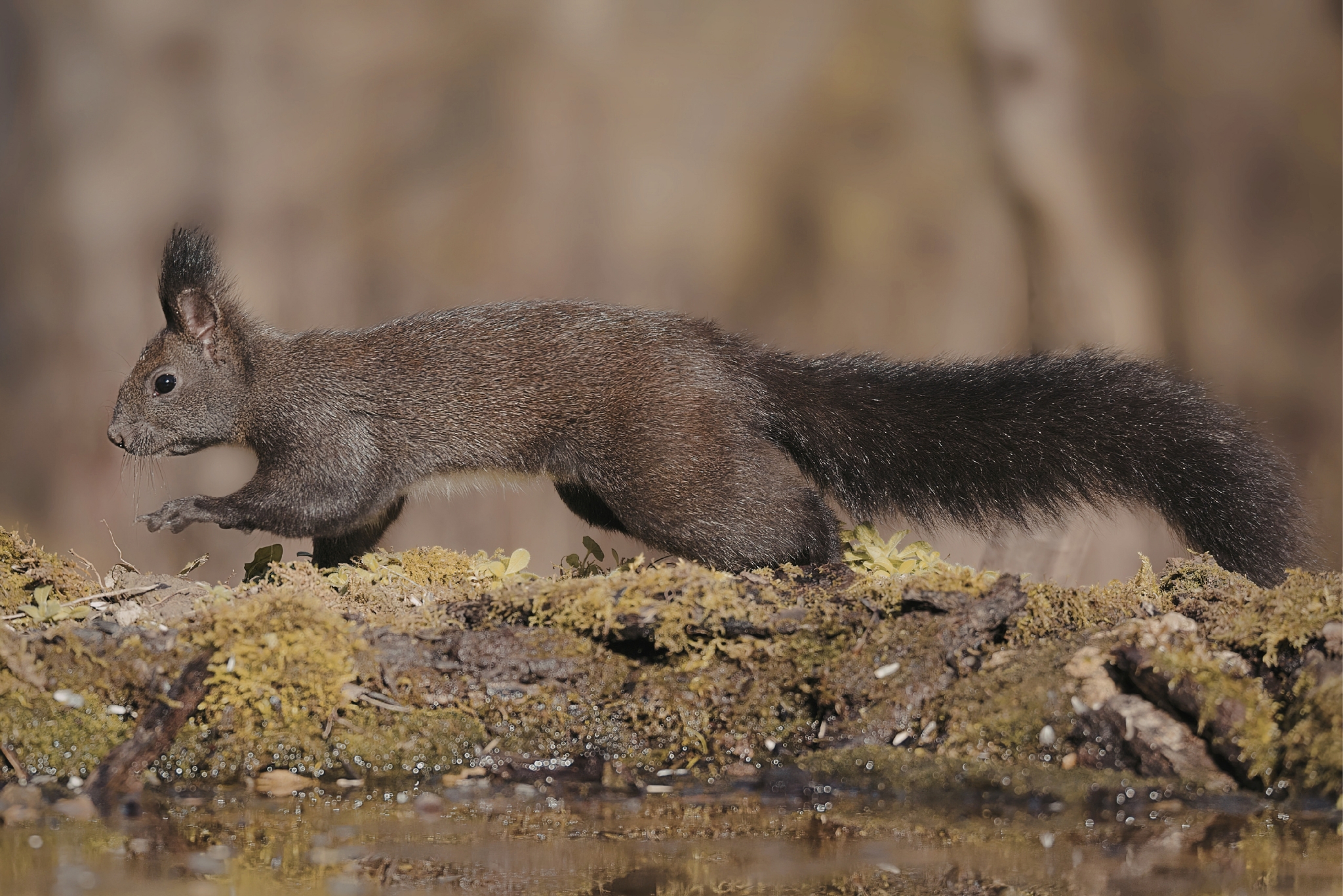 10 Cool Squirrel Facts That Will Make You See Them Differently