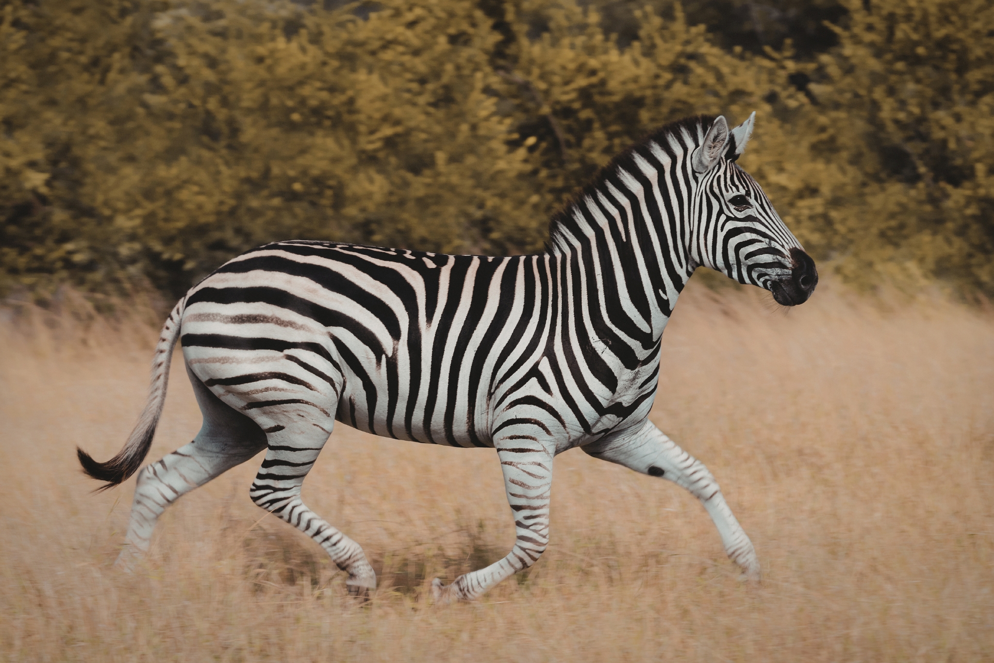 Can You Train a Zebra? Expert Tips for Working With These Wild Equids