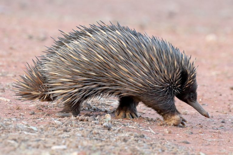 Meet the Echidna: Nature's Most Extraordinary Spiny Survivor