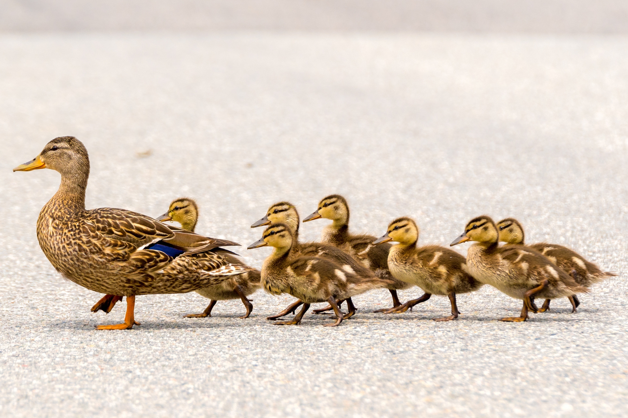 Pet Duck Care Tips: What to Feed, How to House & How to Keep Ducks Healthy