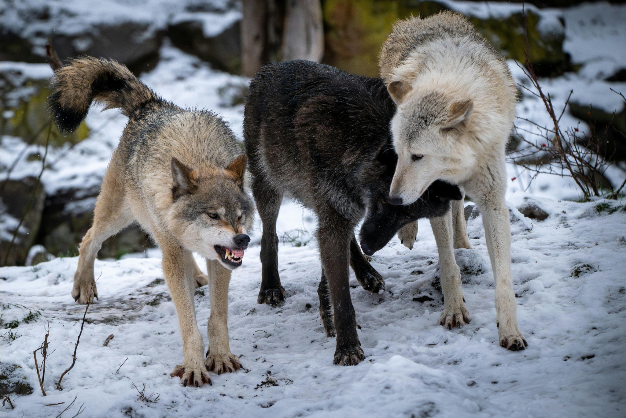 Are Wolves Endangered?