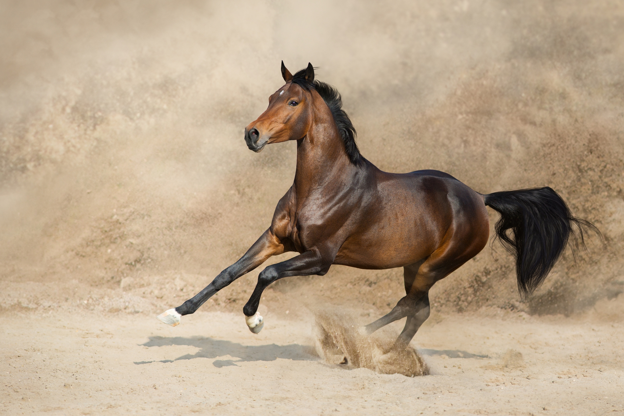 Expert Tips for Keeping Horses Cool and Safe in the Arizona Heat