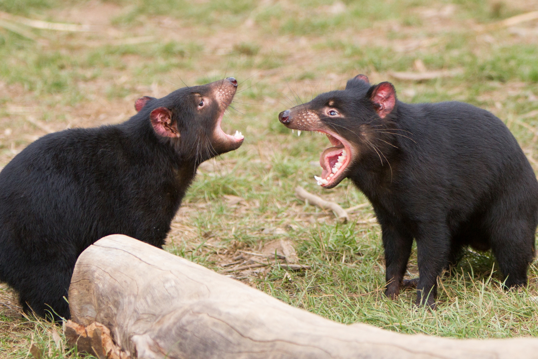 It Screams, Crushes Bones & is Critically Endangered—Meet the Tasmanian Devil