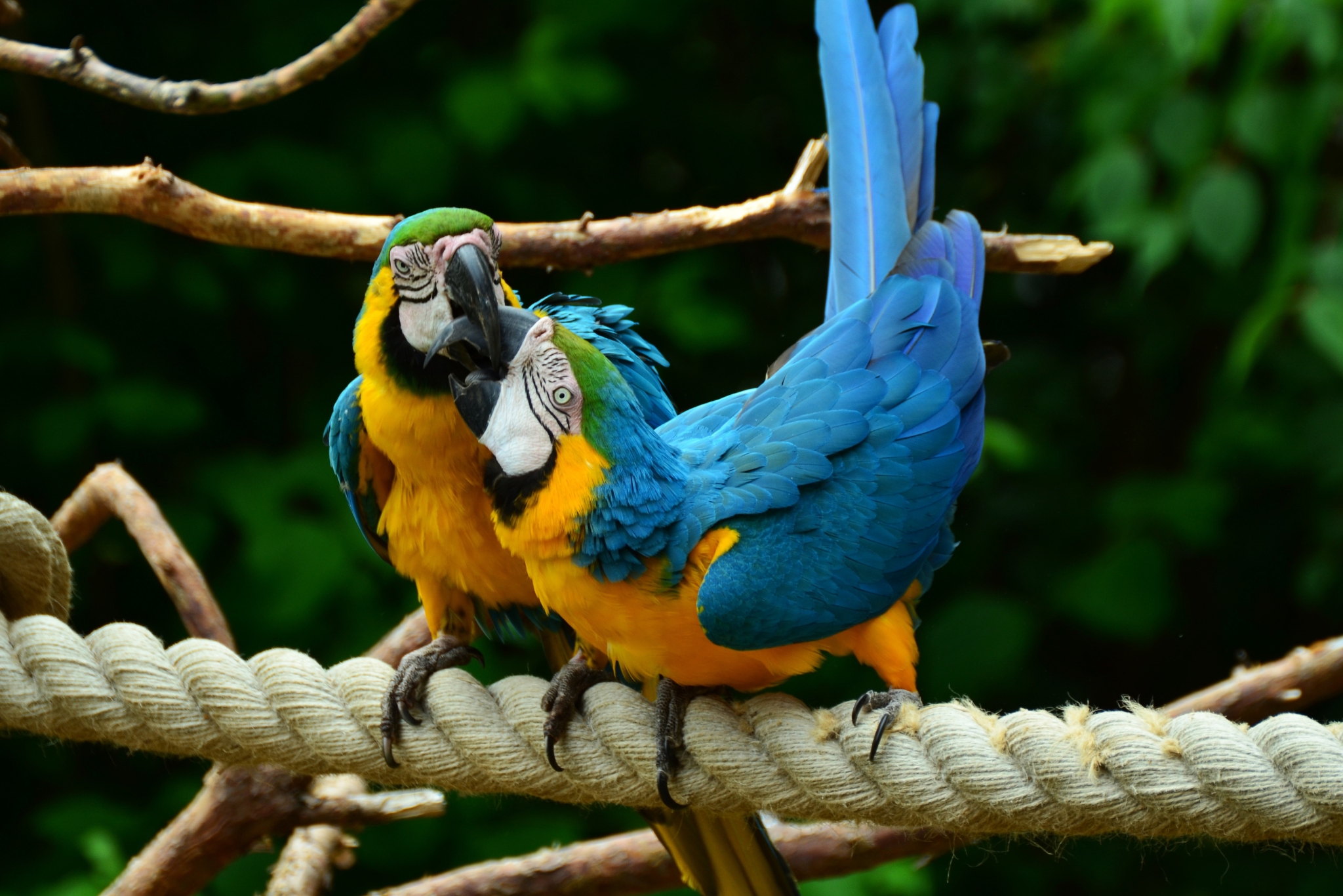 Keeping Pet Parrots Outside in Florida: Tips for Safety, Comfort, and Health