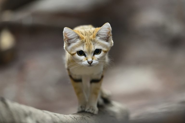 Can a Sand Cat Kill a Human?—Facts You Should Know