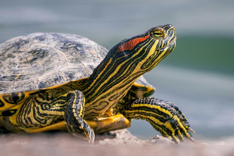 Bored Turtle? Enrichment Hacks for Your Red-Eared Slider