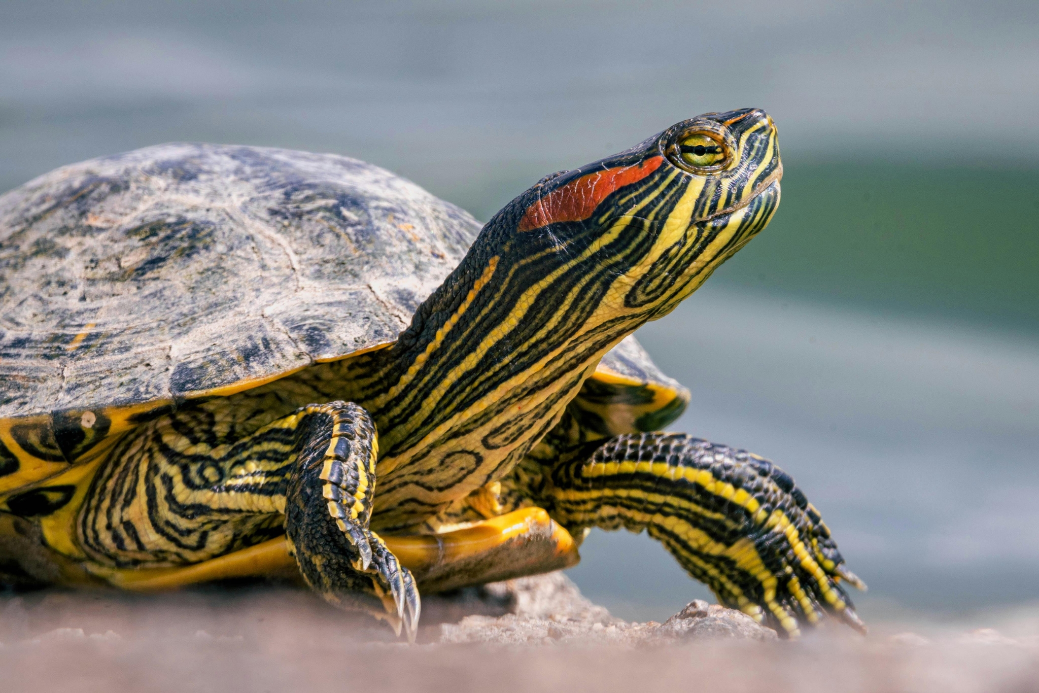 Bored Turtle? Enrichment Hacks for Your Red-Eared Slider