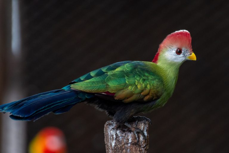 Red-Crested Turaco Care: Housing, Diet, and Enrichment Tips