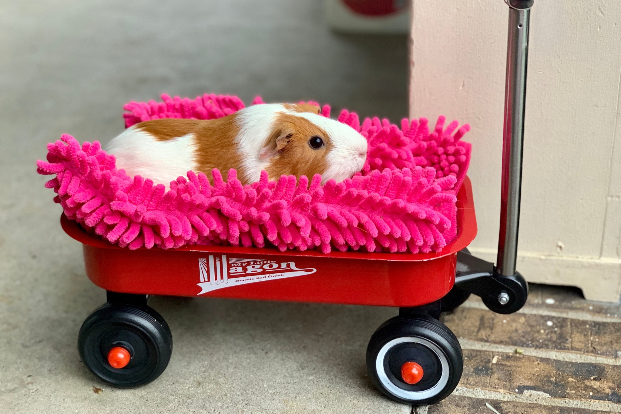 How Long Do Guinea Pigs Live?—And How to Help Them Live Longer