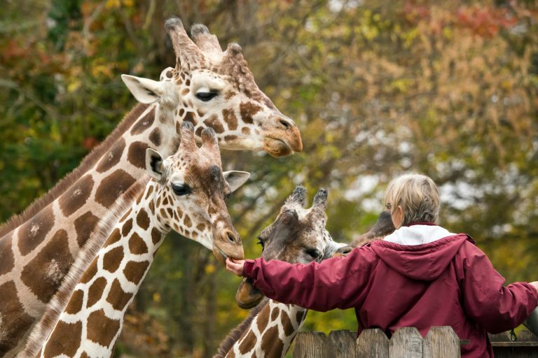 From Intern to Keeper: How to Land Your First Zookeeper Job