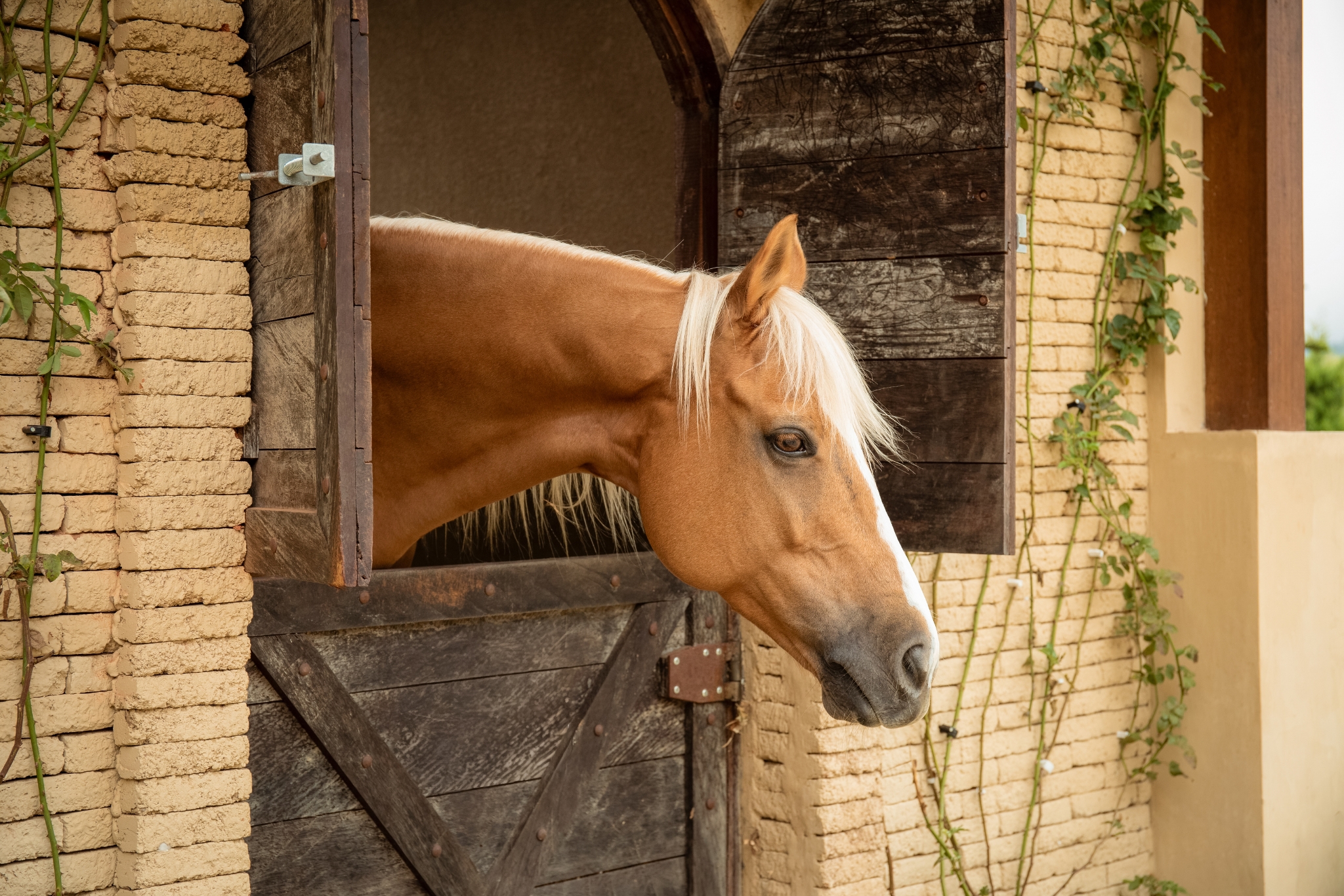 How to Start a Horse Boarding Business (That Actually Makes Money)
