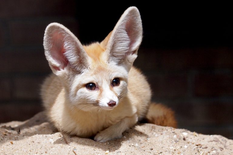 Fennec Fox Leash Training Tips: Harnesses, Rewards, Outdoor Safety & More