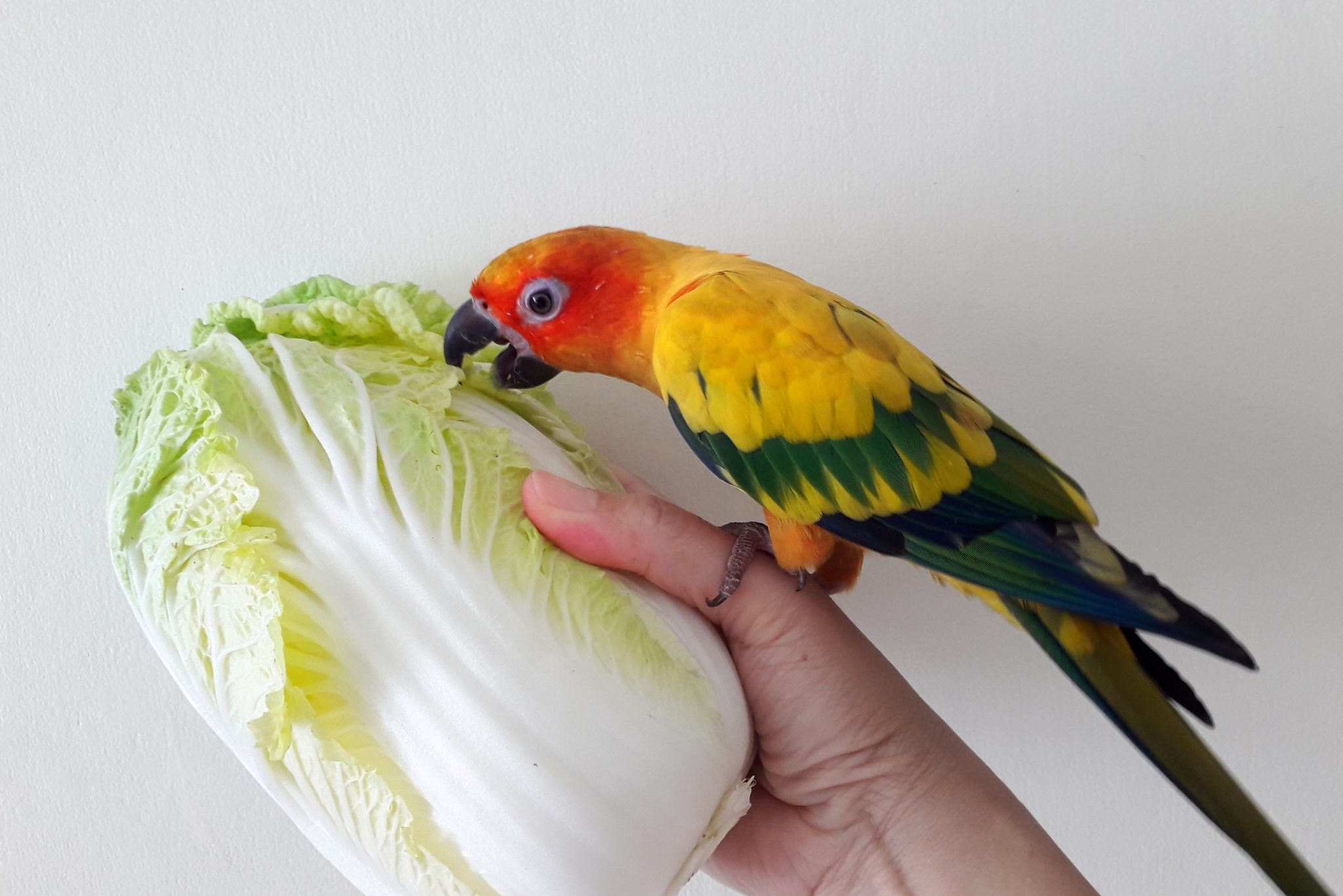 Which Vegetables Are Best for Parrots?