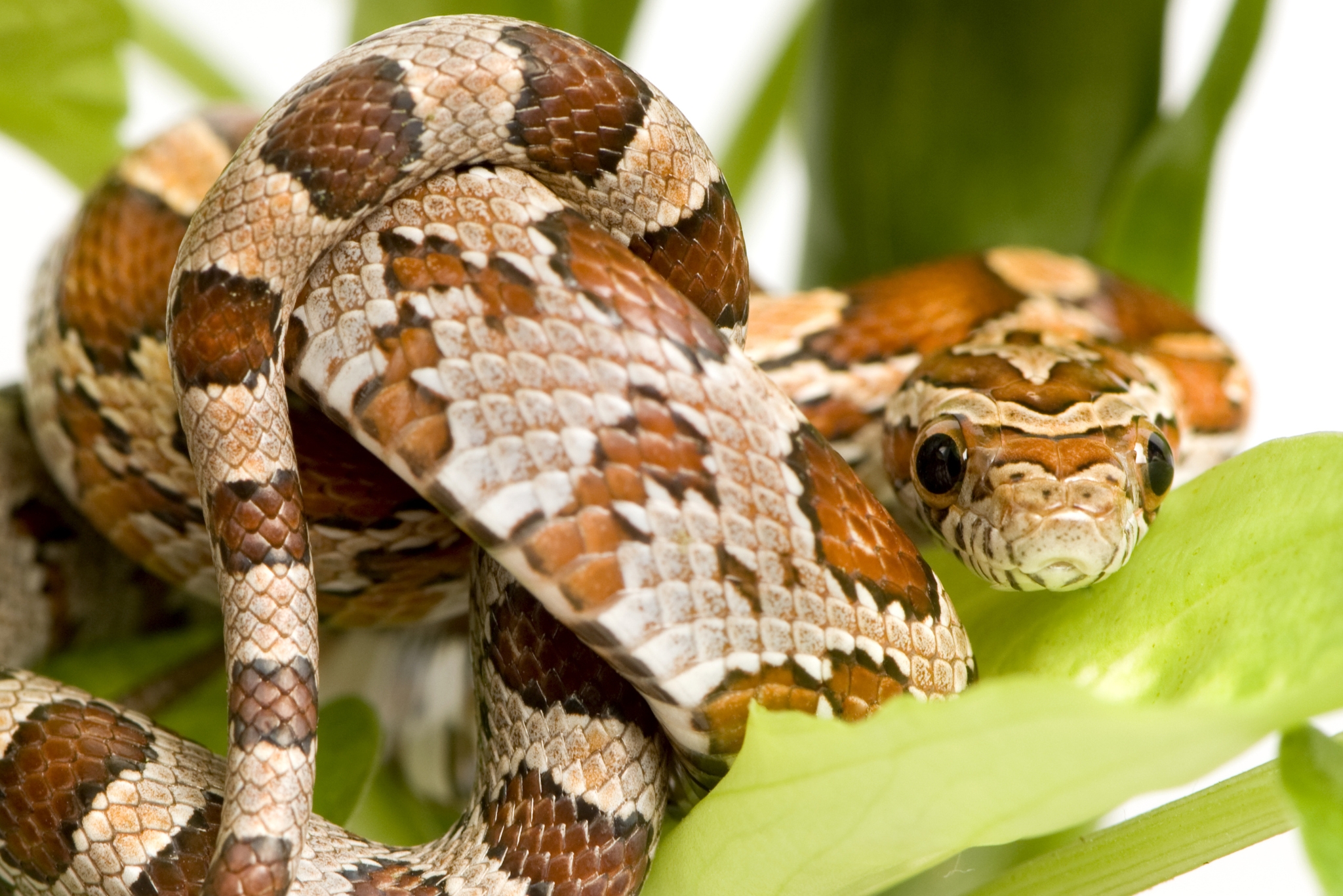 From Aspen to Coconut Husk: 5 Best Substrates for Corn Snakes