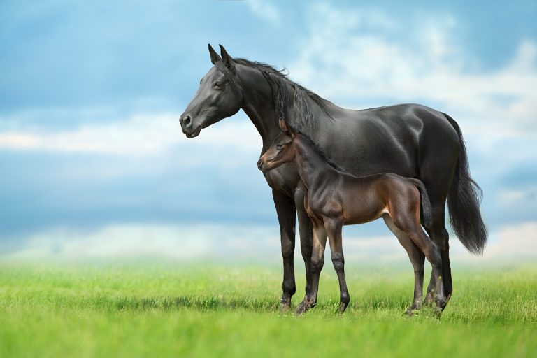 Is It Safe for Mares to Have a Foal Every Year? Here's What the Science Says