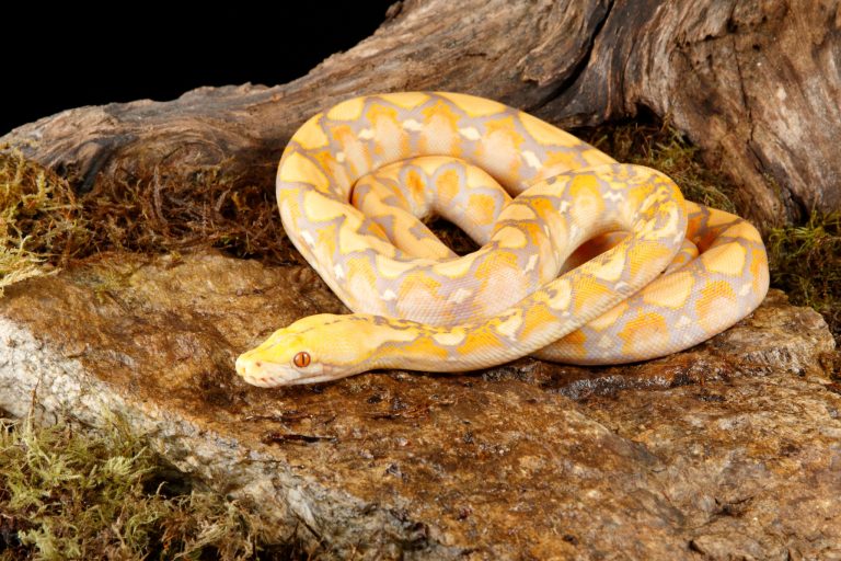 Perfect Ball Python Temps: Gradient Setup, Heating, and Mistakes to Avoid