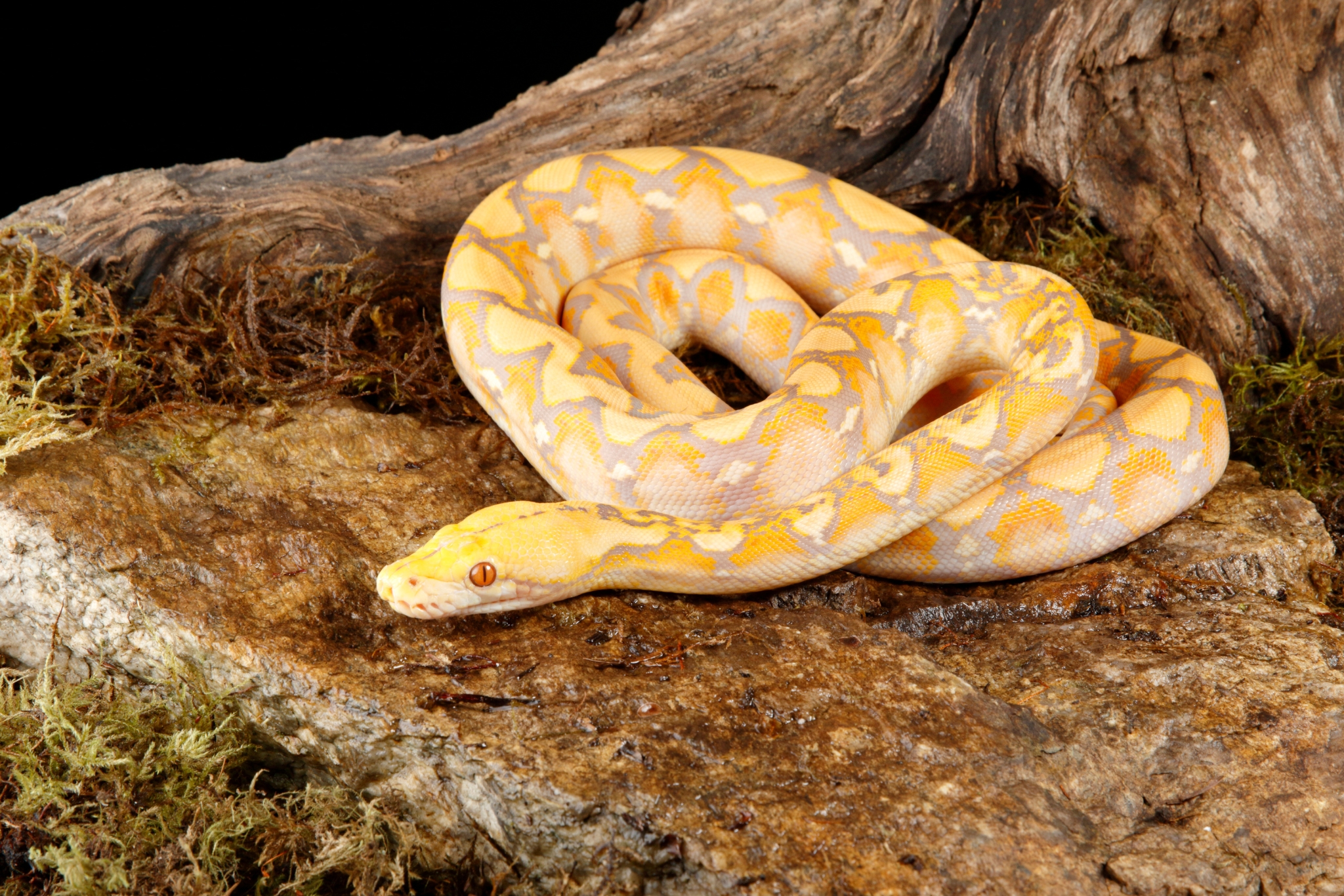 Perfect Ball Python Temps: Gradient Setup, Heating, and Mistakes to Avoid