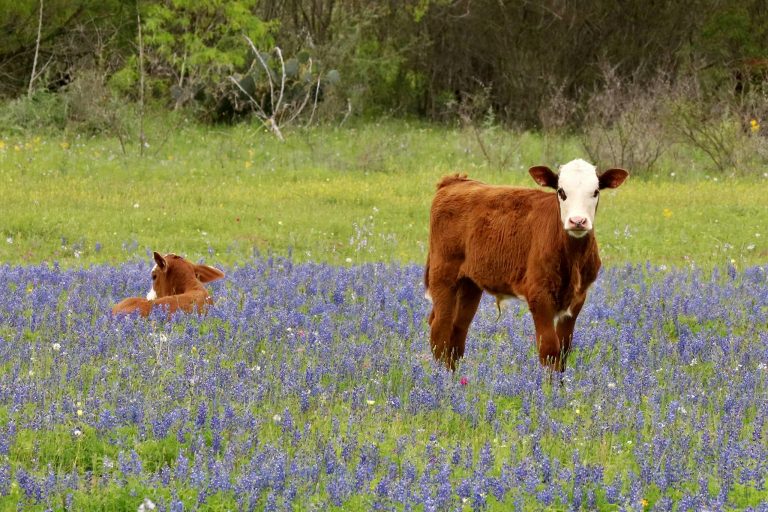 Cows as Pets: Sweet, Smart, and Surprisingly Affectionate Companions